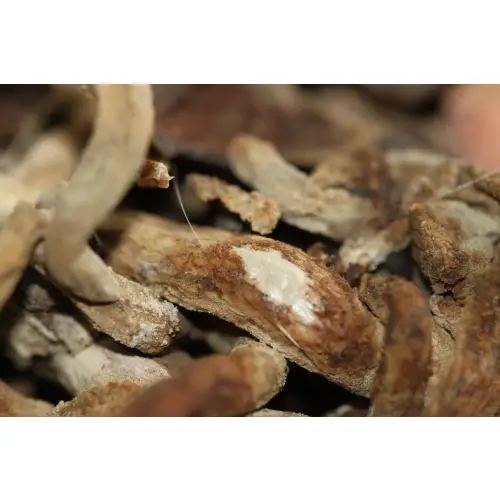 Canon Macro lens ef 100mm 1:2.8 USM A-